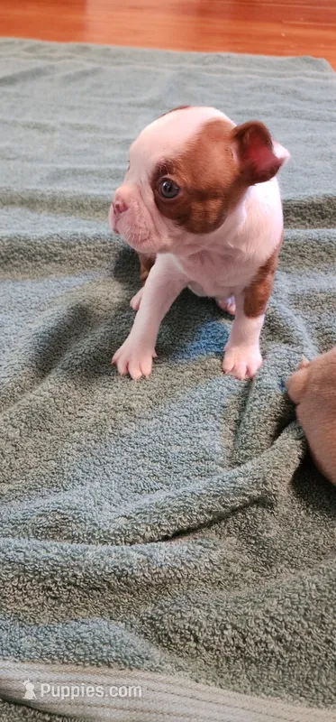 Boo – Boston Terrier, Frenchton puppy for sale in Eugene, OR