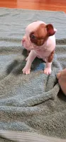 Boo, a female Boston Terrier and Frenchton for sale in Eugene, OR – 7 of 8