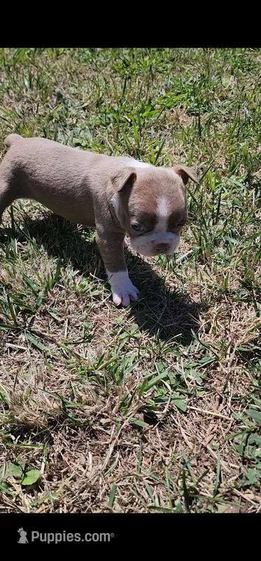 Max – Boston Terrier, Frenchton puppy for sale in Eugene, OR
