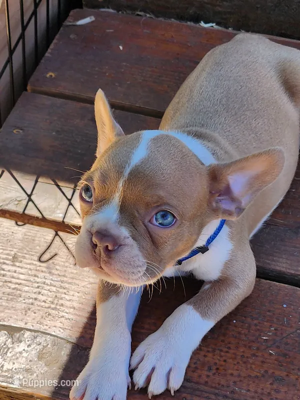 Charlie – Boston Terrier, Frenchton puppy for sale in Eugene, OR