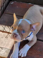 Charlie, a male Boston Terrier and Frenchton for sale in Eugene, OR – 1 of 4