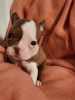 Cutie, a male Boston Terrier and Frenchton for sale in Eugene, OR – 3 of 3