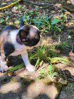 Page, a female Boston Terrier and Frenchton for sale in Eugene, OR – 3 of 4