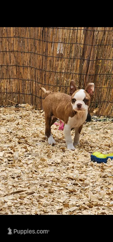 Hope – Boston Terrier, Frenchton puppy for sale in Eugene, OR