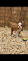 Hope, a female Boston Terrier and Frenchton for sale in Eugene, OR – 1 of 4