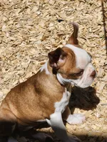 Hope, a female Boston Terrier and Frenchton for sale in Eugene, OR – 2 of 4