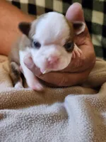 Boo, a female Boston Terrier and Frenchton for sale in Eugene, OR – 3 of 3
