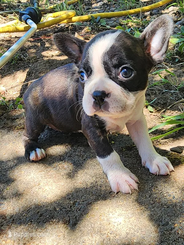 Page – Boston Terrier, Frenchton puppy for sale in Eugene, OR