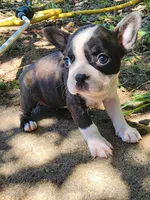 Page, a female Boston Terrier and Frenchton for sale in Eugene, OR – 1 of 4