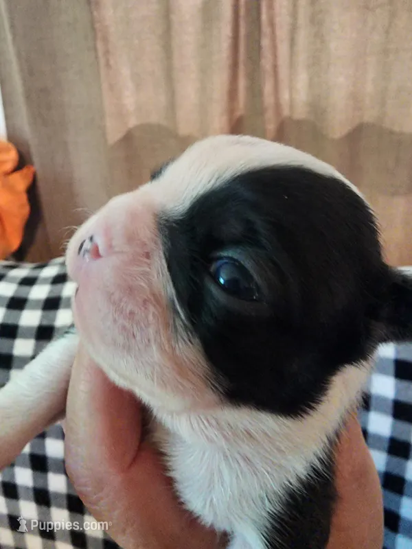 Pinky – Boston Terrier, Frenchton puppy for sale in Eugene, OR