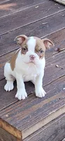 Peaches , a female Boston Terrier and Frenchton for sale in Eugene, OR – 2 of 2