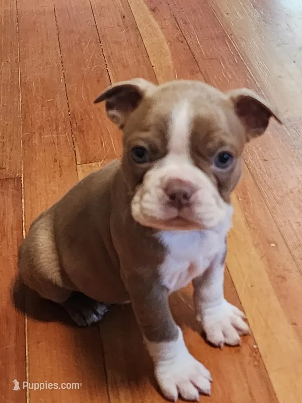 Max – Boston Terrier, Frenchton puppy for sale in Eugene, OR