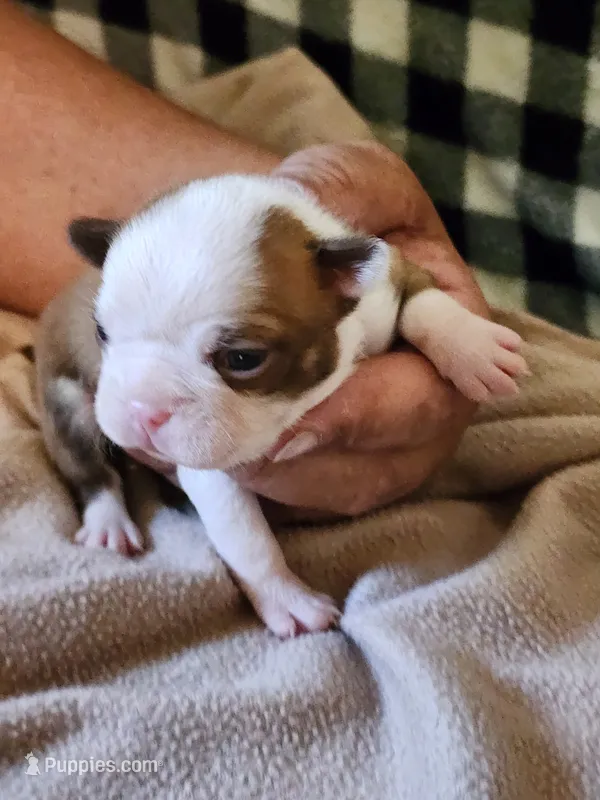Boo – Boston Terrier, Frenchton puppy for sale in Eugene, OR