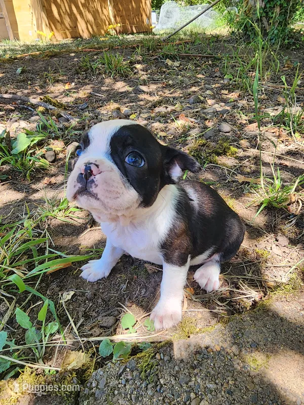 Pinky – Boston Terrier, Frenchton puppy for sale in Eugene, OR