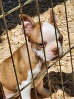 Hope, a female Boston Terrier and Frenchton for sale in Eugene, OR – 3 of 4