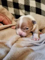 Charlie, a male Boston Terrier and Frenchton for sale in Eugene, OR – 1 of 2