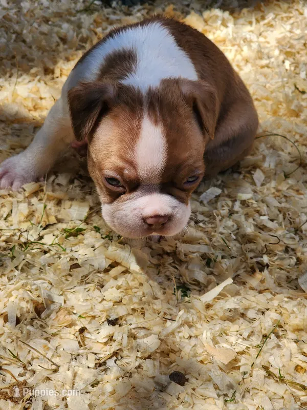Jake – Boston Terrier, Frenchton puppy for sale in Eugene, OR