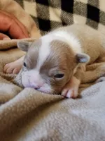 Charlie, a male Boston Terrier and Frenchton for sale in Eugene, OR – 2 of 2