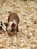 Boo, a female Boston Terrier and Frenchton for sale in Eugene, OR – 3 of 8