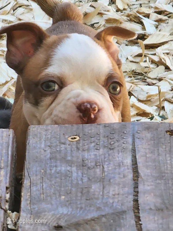 Boo – Boston Terrier, Frenchton puppy for sale in Eugene, OR