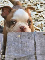 Boo, a female Boston Terrier and Frenchton for sale in Eugene, OR – 4 of 8