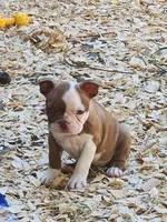 Rusty, a male Boston Terrier and Frenchton for sale in Eugene, OR – 4 of 6