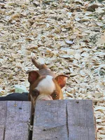 Boo, a female Boston Terrier and Frenchton for sale in Eugene, OR – 5 of 8