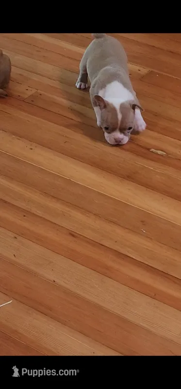 Charlie – Boston Terrier, Frenchton puppy for sale in Eugene, OR