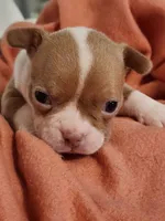 Charlie, a male Boston Terrier and Frenchton for sale in Eugene, OR – 3 of 4