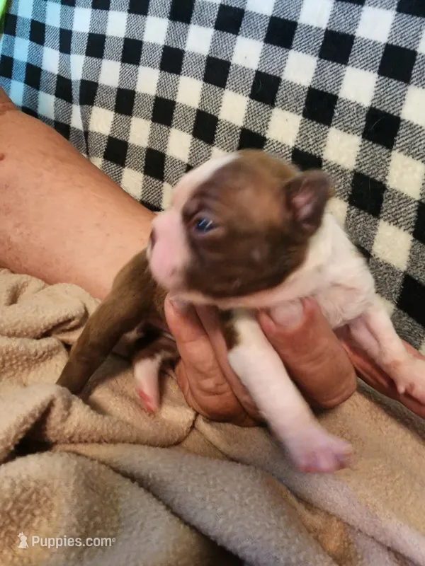 Zoe – Boston Terrier, Frenchton puppy for sale in Eugene, OR