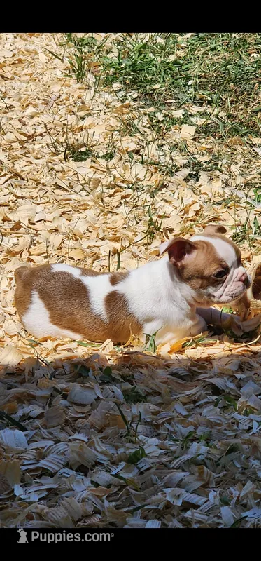 Peaches  – Boston Terrier, Frenchton puppy for sale in Eugene, OR