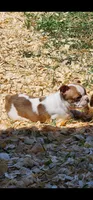 Peaches , a female Boston Terrier and Frenchton for sale in Eugene, OR – 1 of 2