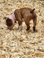 Boo, a female Boston Terrier and Frenchton for sale in Eugene, OR – 2 of 8