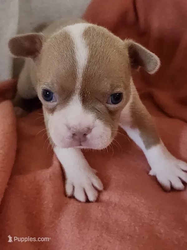 Charlie – Boston Terrier, Frenchton puppy for sale in Eugene, OR
