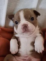 Max, a male Boston Terrier and Frenchton for sale in Eugene, OR – 2 of 2