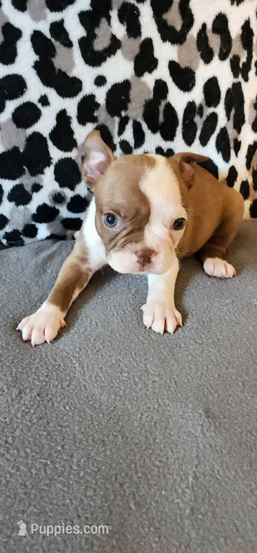 Cutie – Boston Terrier, Frenchton puppy for sale in Eugene, OR