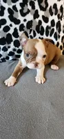 Rusty, a male Boston Terrier and Frenchton for sale in Eugene, OR – 6 of 6