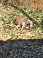 Rusty, a male Boston Terrier and Frenchton for sale in Eugene, OR – 2 of 6