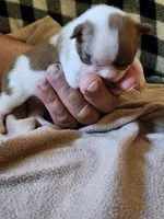 Pebbles, a female Boston Terrier and Frenchton for sale in Eugene, OR – 2 of 3