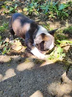 Page, a female Boston Terrier and Frenchton for sale in Eugene, OR – 4 of 4