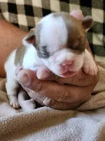 Pebbles, a female Boston Terrier and Frenchton for sale in Eugene, OR – 3 of 3