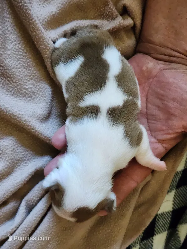 Pebbles – Boston Terrier, Frenchton puppy for sale in Eugene, OR
