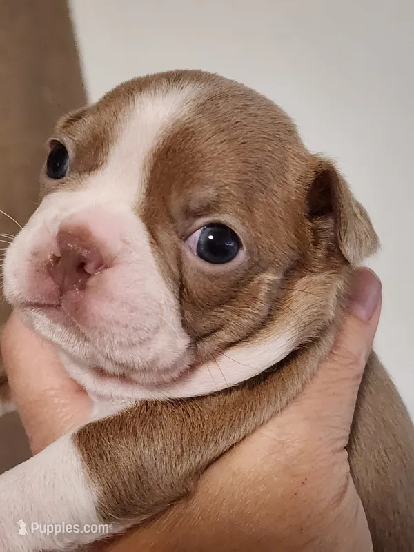 Max – Boston Terrier, Frenchton puppy for sale in Eugene, OR