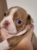 Max, a male Boston Terrier and Frenchton for sale in Eugene, OR – 1 of 2