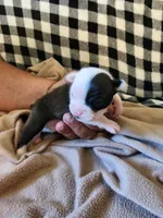 Bubbles, a female Boston Terrier and Frenchton for sale in Eugene, OR – 2 of 2