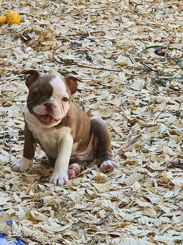 Cutie – Boston Terrier, Frenchton puppy for sale in Eugene, OR