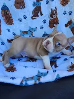 Charlie, a male Boston Terrier and Frenchton for sale in Eugene, OR – 4 of 4