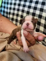 Zoe, a female Boston Terrier and Frenchton for sale in Eugene, OR – 2 of 2