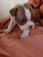 Jake, a male Boston Terrier and Frenchton for sale in Eugene, OR – 1 of 3