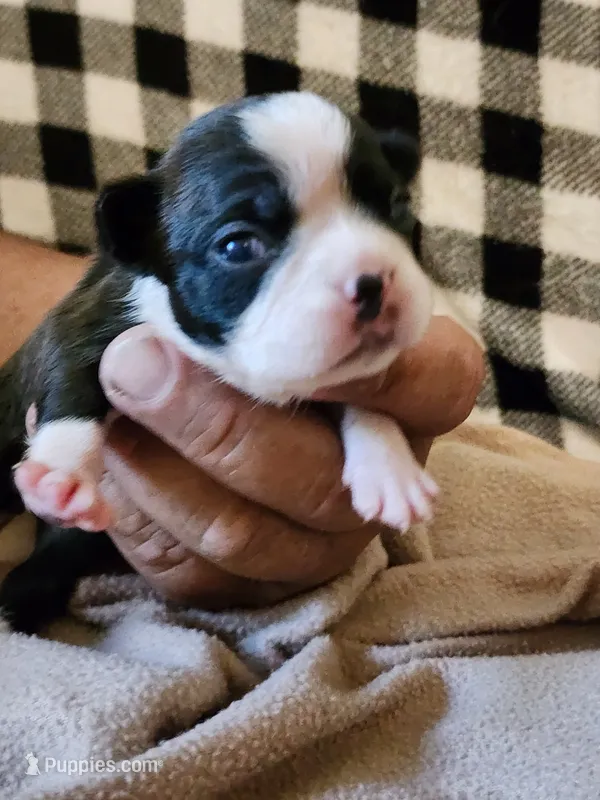 Punkin – Boston Terrier, Frenchton puppy for sale in Eugene, OR